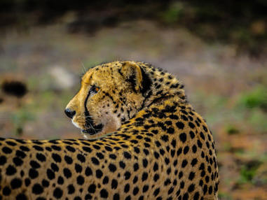 Africa